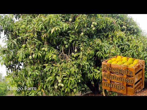 Devgad Alphonso Mango | Devgad Hapus | Mango Farm | Manche Village | देवगड हापुस