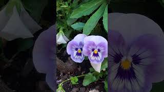 •ravensburg• walk with me on a Sunday.#flowers#spieleland#ausflugsziel#sunny#fun#love#strong#jesus