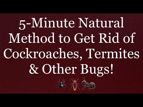 5 Minute Natural Solution to Kill Cockroaches, Termites, Earwigs, Spiders and Other Bugs