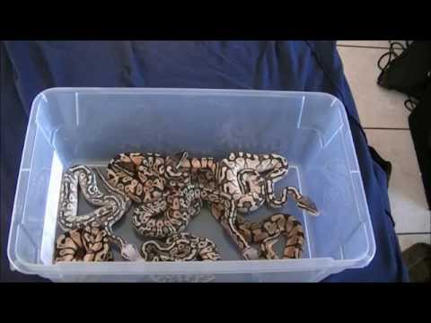 Update on my Pastel Enchi X Pastel lesser clutch #1 babies .2014