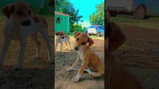 #doglover #dog #trendingshorts #yutubeshorts #studiyingmusic