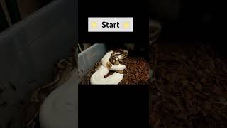Here is my process, whats yours #reptiles #ballpythons #gpsnakes #pied #piedballpython #breeding