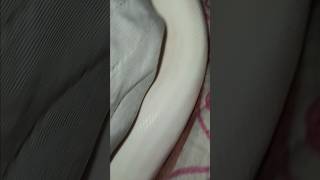 🤍🐍#piedballpython#snake #viralvideo #foryou #reptiles #animals #fypシ