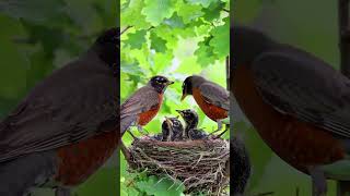Ar-Rahman সূরা আর-রহমান Beautiful Voice ♥️🥰🎧🥀