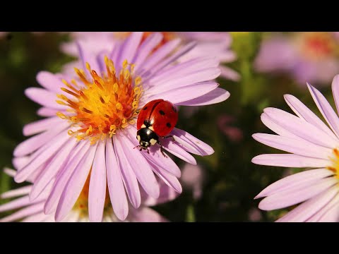 Happy Music | Uplifting Music | Stunning Nature