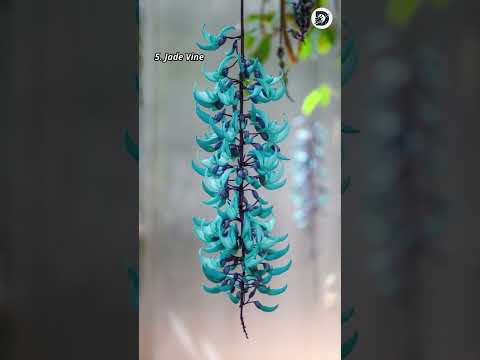 Top 10 Biggest Flowers in the World #shorts #top10 #flowers