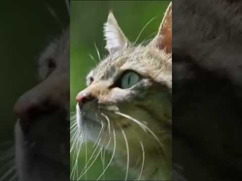 Cats on hunting