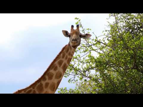 Buffalo vs Lion vs Giraffe - Big Battle of Snake, Leopard, Crocodile,Tiger vs the prey | Wild animal