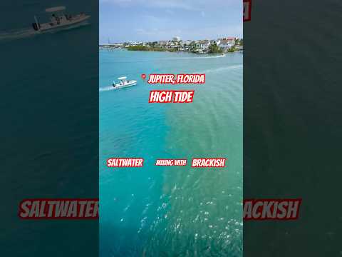 📍Jupiter, Florida high tide come in…where the saltwater meets the brackish waters 🤩 #jupiterfl