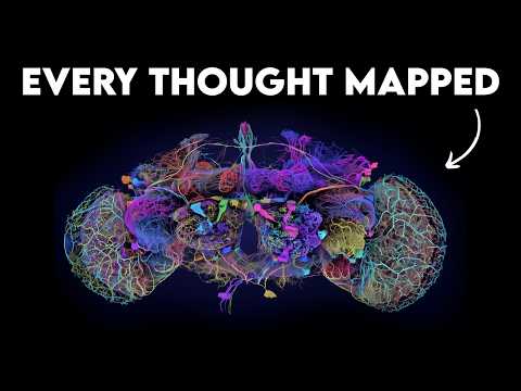 A Fly Has 139,000 Neurons. Scientists Just Mapped Every Single One.