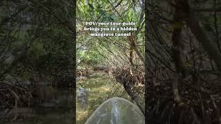 Have you ever paddled through a mangrove tunnel? #kayaking #mangrove #exploreflorida