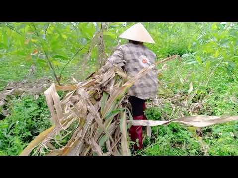 Preparing My Garden for a Fresh Season. Vlog 1