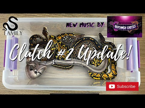Ball Python Babies- Clutch #2 Update! More Urban Camos