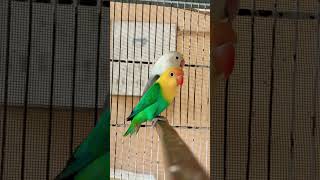 🤩#lovebirds #lovebirdmania #birds #lovebirdsfarming #opalinelovebirds #opaline #dunfallowlovebird