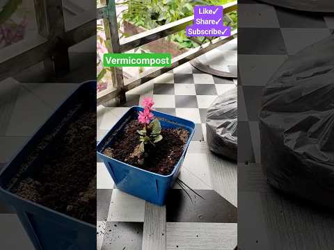 Using some vermicompost & cocopeat for effective growth #kalanchoe #balconygarden #cupidtwinversion