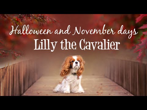 🍁Lilly's Halloween and November days 😍 | Cavalier King Charles Spaniel Lilly💗🐶🍁