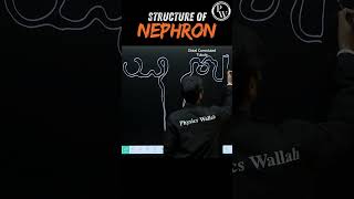 Structure of Nephron Diagram🧠 #pwenglish #science #biology
