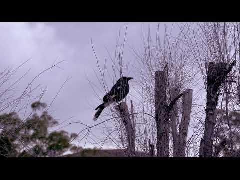 Panasonic Lumix G80 G81 G85 4k Storm Test Footage