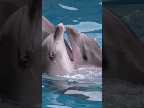 Dolphins Are Dancing & Meditation Music #shorts #dolphin #animals
