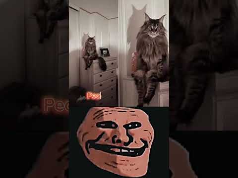Skinwalker cat💀#skinwalker#cat#uncannyvalley