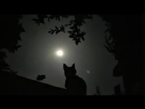 Murder vs sheriff gameplay 🐈‍⬛ (played for 1 hr)  posting again Im back I think??