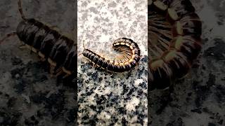 black millipede😱😳 #blackmillipedes #millipede #wildlife #shortsfeed #viralshort #shortvideo #shorts