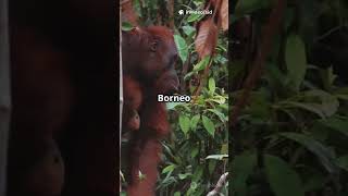 Discover Malaysia: Your ultimate tour guide #MalaysiaTour #TravelGuide #ExploreMalaysia #TravelVlog