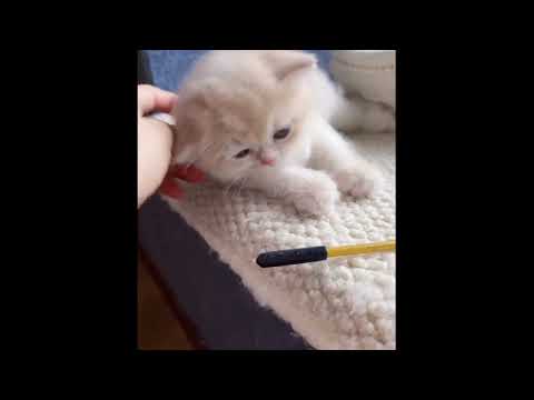 子猫があなたの心を癒してくれるよ ♥