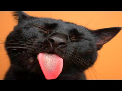 this will convince you to get a cat | compilation