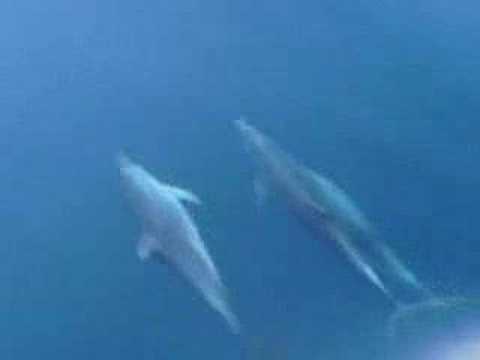 Dolphines in mediteranean sea2