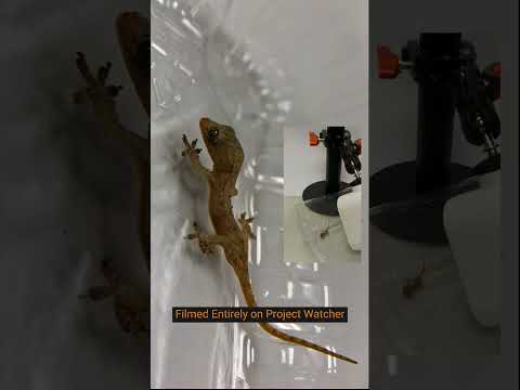 An inquisitive gecko visits us to have a look at Project Watcher!