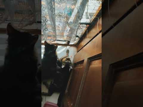 tuceng cat