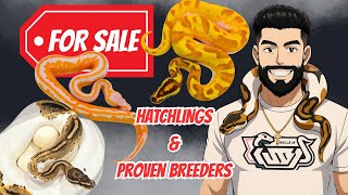 EVERY Ball Python We Have AVAILABLE! From Hatchlings to Proven Breeders! 