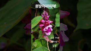 힐링여행지 평창아미띠에 칡꽃 꽃멍 야생화투어 평창여행 평창펜션 힐링여행 촌캉스 시골여행 추억여행 강원도여행 평창가볼만한곳 #평창여행 #평창펜션추천 #평창가볼만한곳 #야생화 #꽃멍