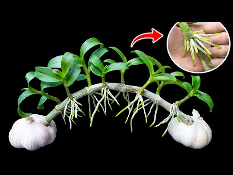 This miracle causes orchids to take root and sprout new green shoots