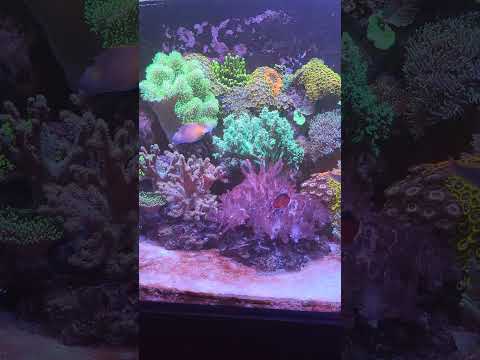 Irritated brown tang