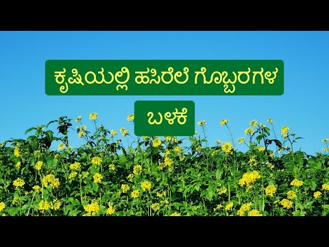 ಕೃಷಿಯಲ್ಲಿ ಹಸಿರೆಲೆ ಗೊಬ್ಬರಗಳ ಬಳಕೆ | Green Manure Crops