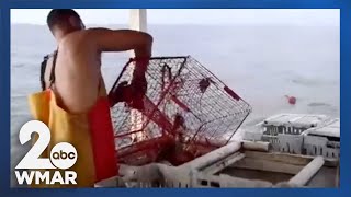 Despite decrease Maryland blue crab population remains sustainable