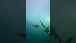 Enjoyed watching the courting squids.#alor #diving #dive #diver #scuba #scubadiver #scubadiving