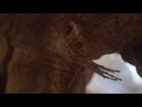 Zoropsis spinimana molting - Kräuseljagdspinnen bei der Häutung (time lapse)