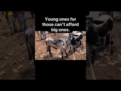 Do you want it? #cow #checkthebreed