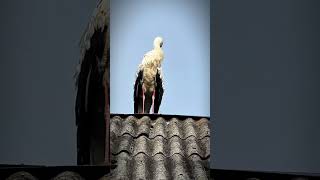 #storkbird  #pets #proedit