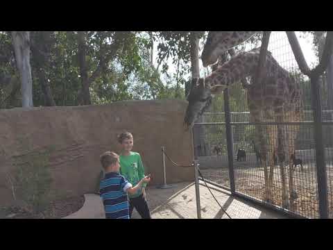Quinn and Jax feeding the giraffes