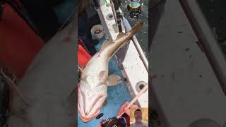 How to bleed a cod #cod #codfish #codfishing #fish #fishcatching #fishing #ocean #deepseafishing