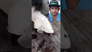 Albino Grouper?? 👀🤯 #grouperfish #outdoor #reels #fyp #foryoupage #foryou #shorts #grouperfishing