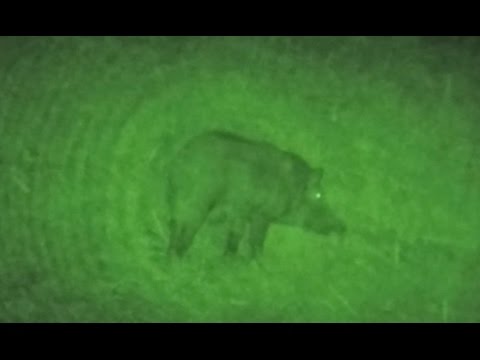 Hog Viewed Through Gen 3 Night Vision with 50x Magnifier