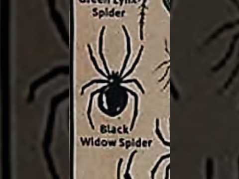 TYPES OF SPIDERS|BLACK WIDOW SPIDER|PART12|#creature#spider@LIKEMYTH
