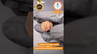 7 mukhi rudraksh nepali Code -6 8126661898,8126661898,8126078132