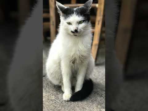 #kitten