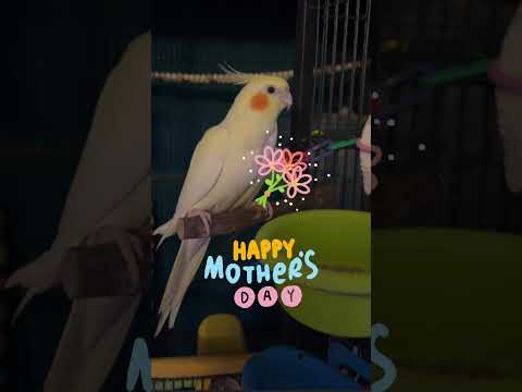 Flappy Mother’s Day! 💐